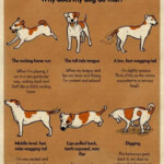 A Chart That Will Help You Finally Understand Your Dog Dog Training