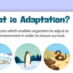 Behavioural Structural And Physiological Adaptations Teach Starter