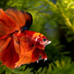 Betta Fish Behavior Before Death Causes Symptoms Petshoods