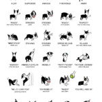 Canine Body Language A Lesson In Understanding Your Labrador