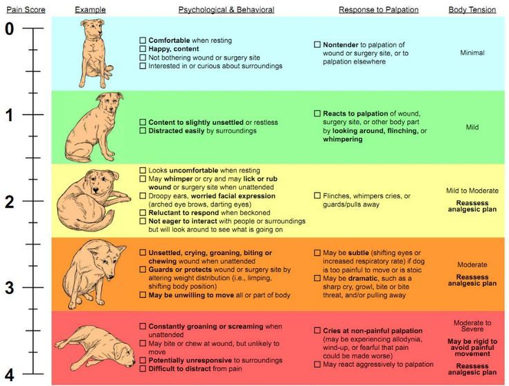 Dog Behavior Chart Pet Tips Dog Behavior Chart First Aid For Dogs 