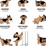 List Dog Behaviors
