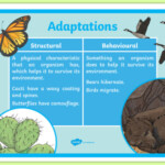 Structural And Behavioural Adaptations Display Poster