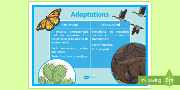 Structural And Behavioural Adaptations Display Poster