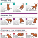 An Essential Guide To Dog Body Language From The RSPCA Pete The Vet