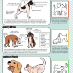Dog Body Language 79 Signals Expressions How To Communicate With