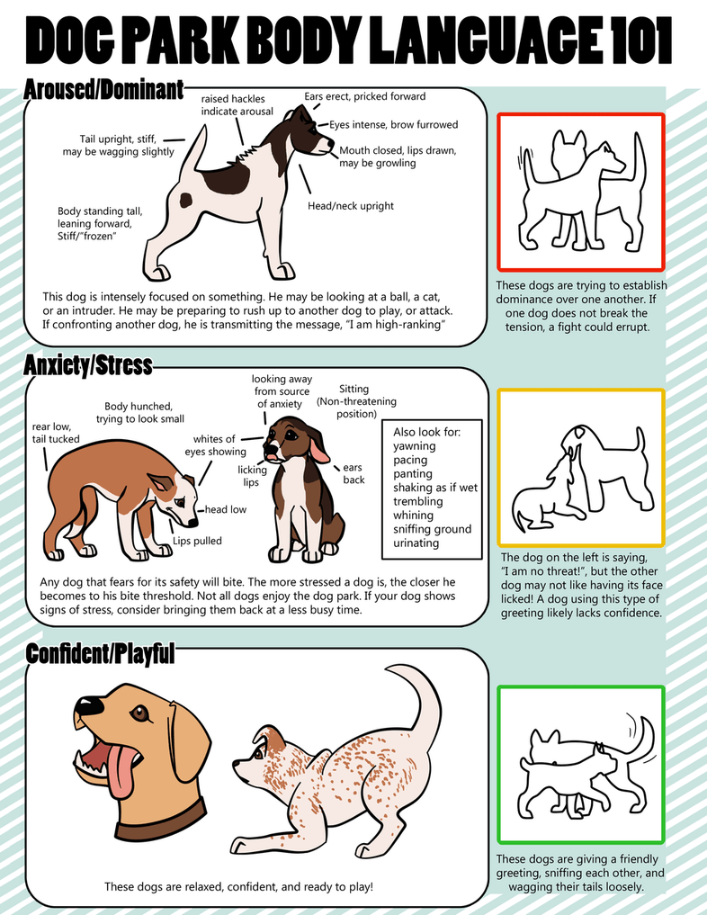 Dog Body Language 79 Signals Expressions How To Communicate With 