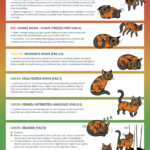 14 Cat Or Kitten Behavior How To Understand Handle CatBounty