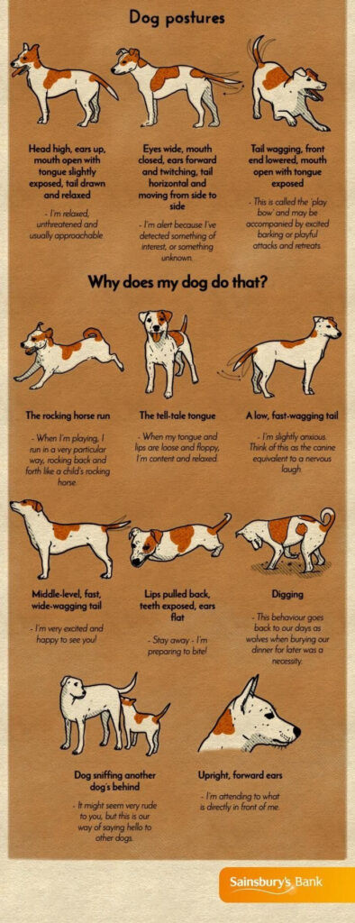 A Chart That Will Help You Finally Understand Your Dog Dog Care Dog 