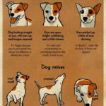 A Chart That Will Help You Finally Understand Your Dog Dog Noises