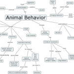 Animal Behavior cmap 1080 736 Animal Behavior Observational