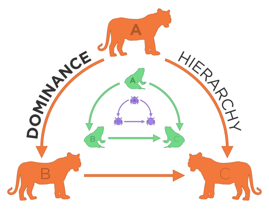 Biologist Finds Animal Groups Share Dominance Dynamics