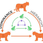 Biologist Finds Animal Groups Share Dominance Dynamics