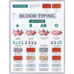 Blood Typing Chart Visual Display Of The Abo System And Rh System