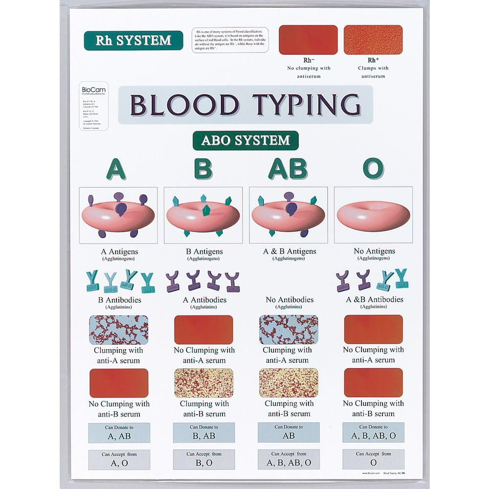 Blood Typing Chart Visual Display Of The Abo System And Rh System 