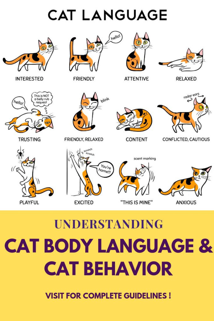 Cat Body Language Behavior Cat Behavior Cat Behavior Chart Cat 