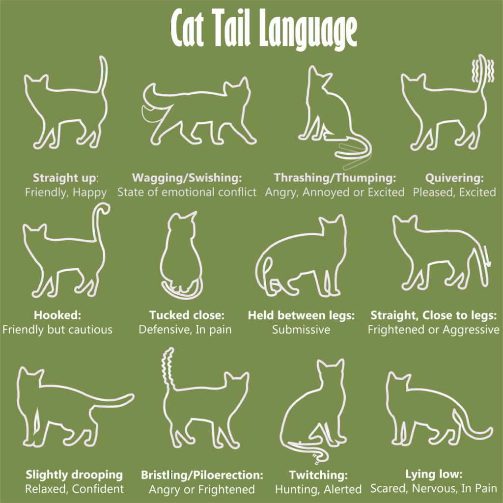 Cat Body Language Chart And Pictures Cat Tail Language Cat Tail Cat 