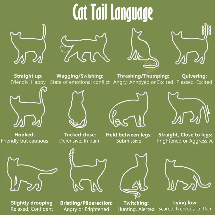 Cat Tail Language Chart With Different Types Of Cats And Their Names In 