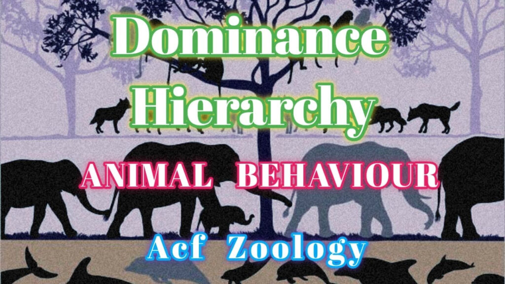 Dominance Hierarchy Animal Behaviour BSC Zoology Rpsc Zoology 