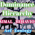 Dominance Hierarchy Animal Behaviour BSC Zoology Rpsc Zoology