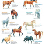 Horse Body Language 101 What You Need To Know Vrogue co