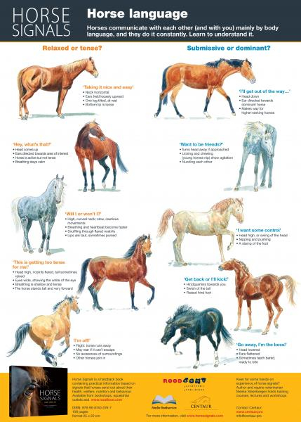 Horse Body Language 101 What You Need To Know Vrogue co