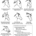 Horse Body Language Chart