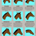 Horse Body Language Chart Mood Download Printable PDF Templateroller