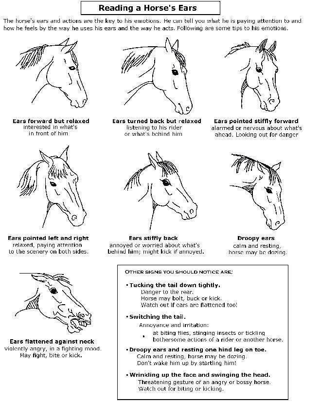 Horse Body Language Chart