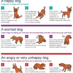 How To Read And Understand Dog Behaviour