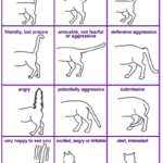 How To Speak Your Cat s Language Healthy Paws