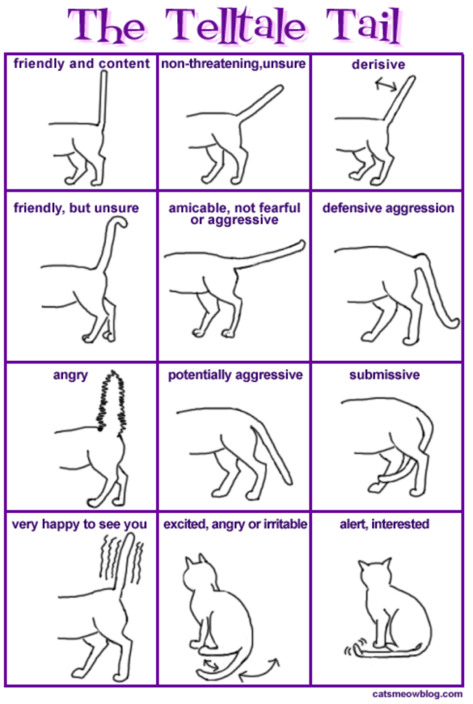 How To Speak Your Cat s Language Healthy Paws