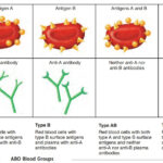 Human Blood Groups Ariu edu qa