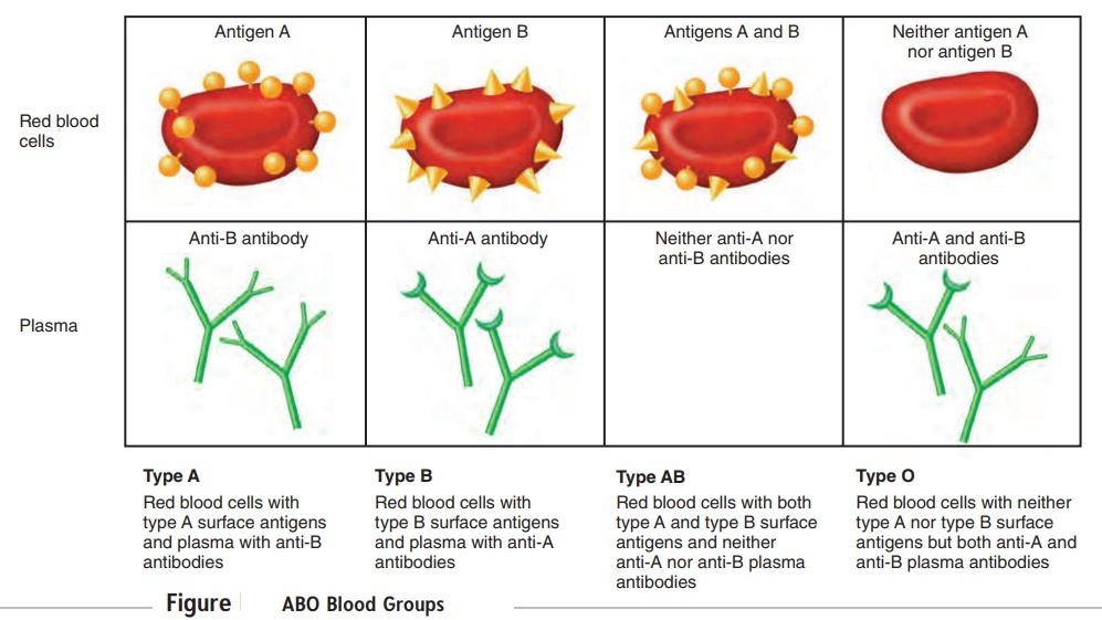 Human Blood Groups Ariu edu qa