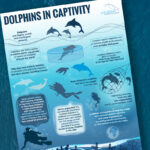 Infographic Dolphins In Captivity EducationHQ