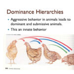 PPT Animal Behavior PowerPoint Presentation Free Download ID 2468053