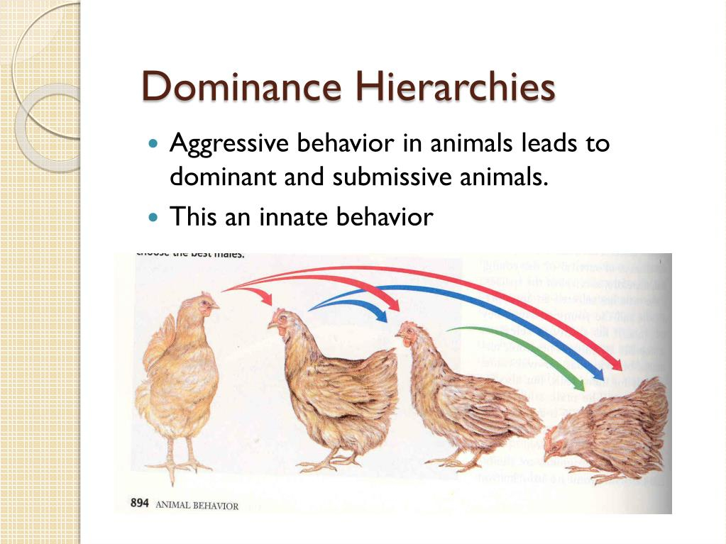 PPT Animal Behavior PowerPoint Presentation Free Download ID 2468053