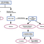 Prader Willi Syndrome Pedigree Chart A Visual Reference Of Charts