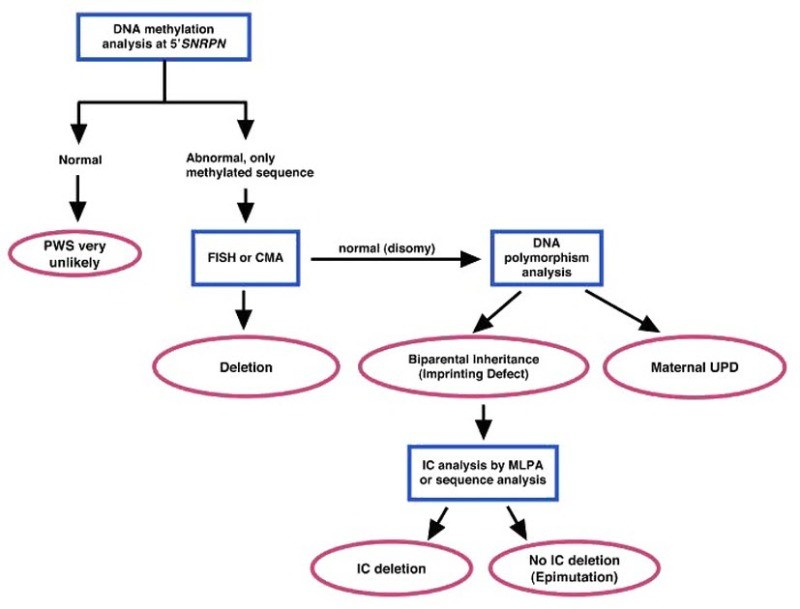 Prader Willi Syndrome Pedigree Chart A Visual Reference Of Charts 