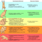 The Ultimate Guide Of First Aid For Dogs 7 Vital Things You Must Know