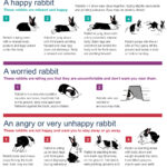 Understanding Rabbit Behaviour RSPCA