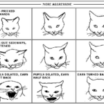 Understanding Your Cat s Body Language The Ears