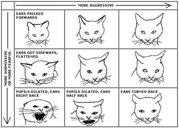 Understanding Your Cat s Body Language The Ears