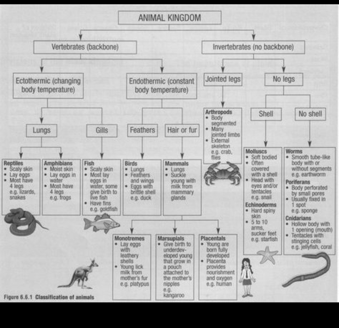 Zoology Animal Classification